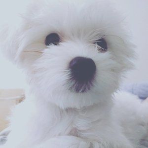 Meet your Posher, Chung